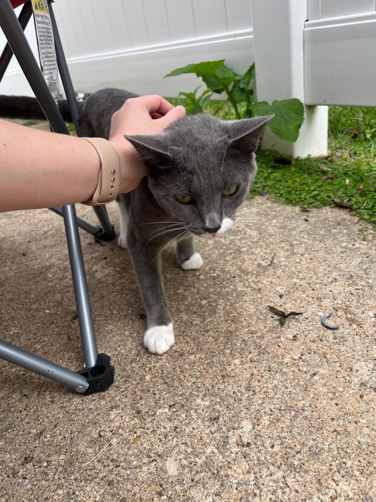 caroline petting a grey cat