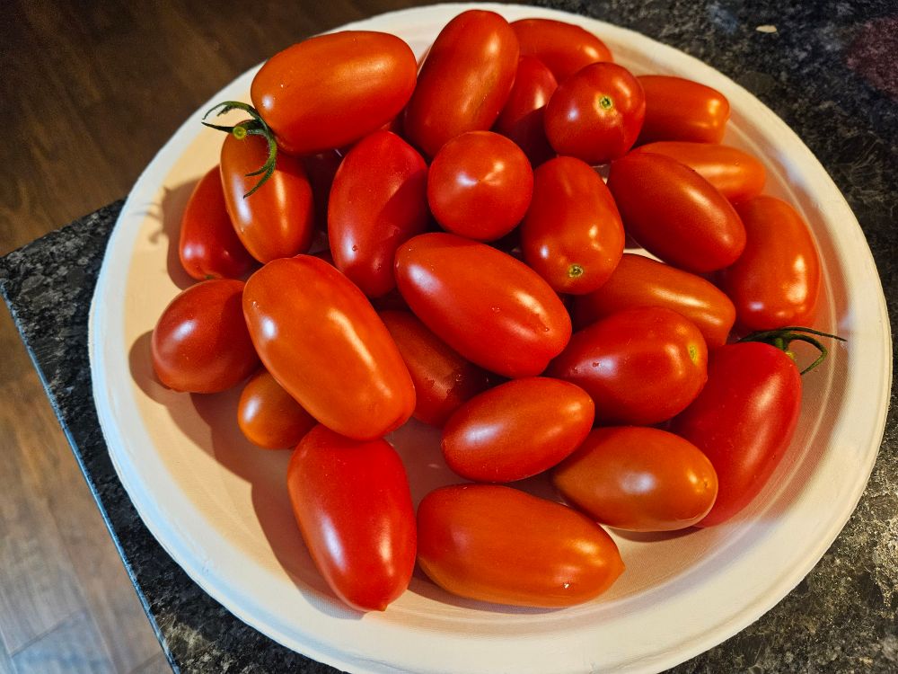 30 or so large grape tomatoes on a paper plate