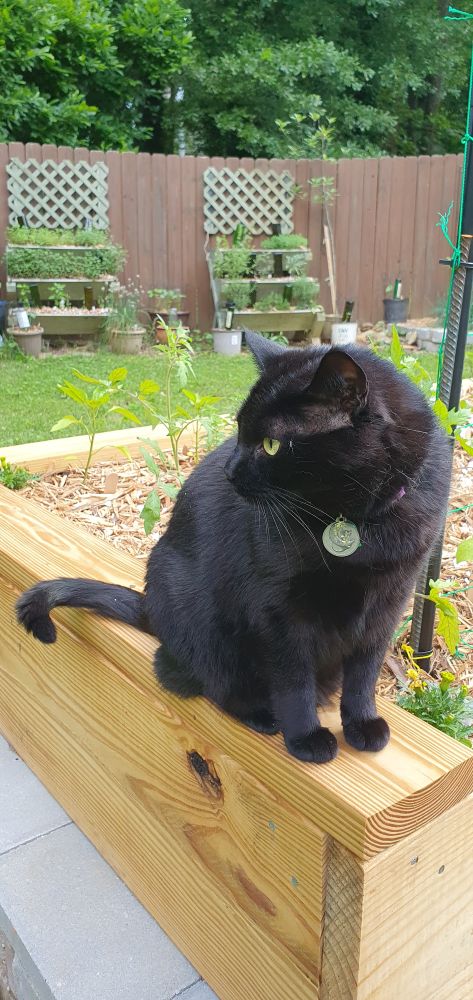 Sesame Seed enjoying the garden last year 🐈‍⬛️🌿🌱