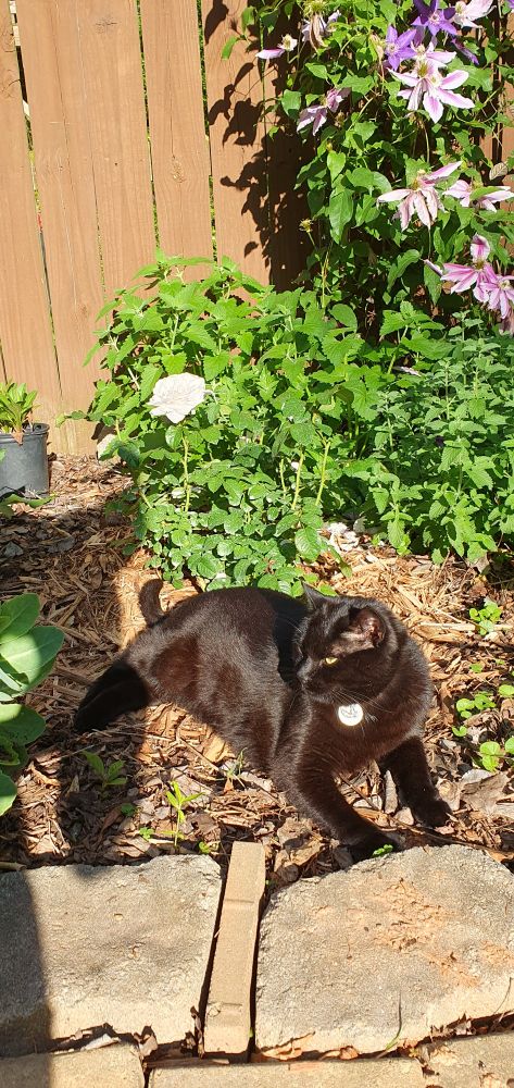 Sesame Seed loves relaxing with the flowers. 🌹