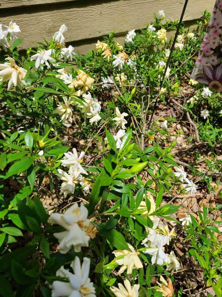 Gardenia in bloom 🌱🌿 #gardening #flowers #white #zone8a #georgiagardening #bloomscrolling 