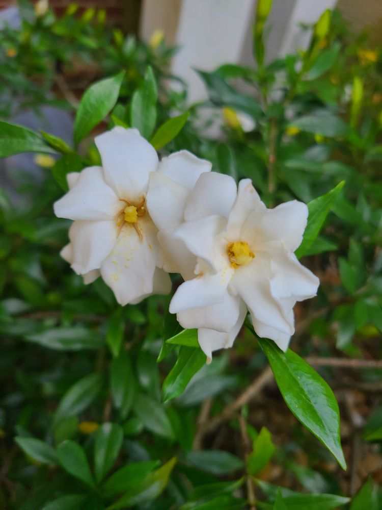 Gardenia Close-up