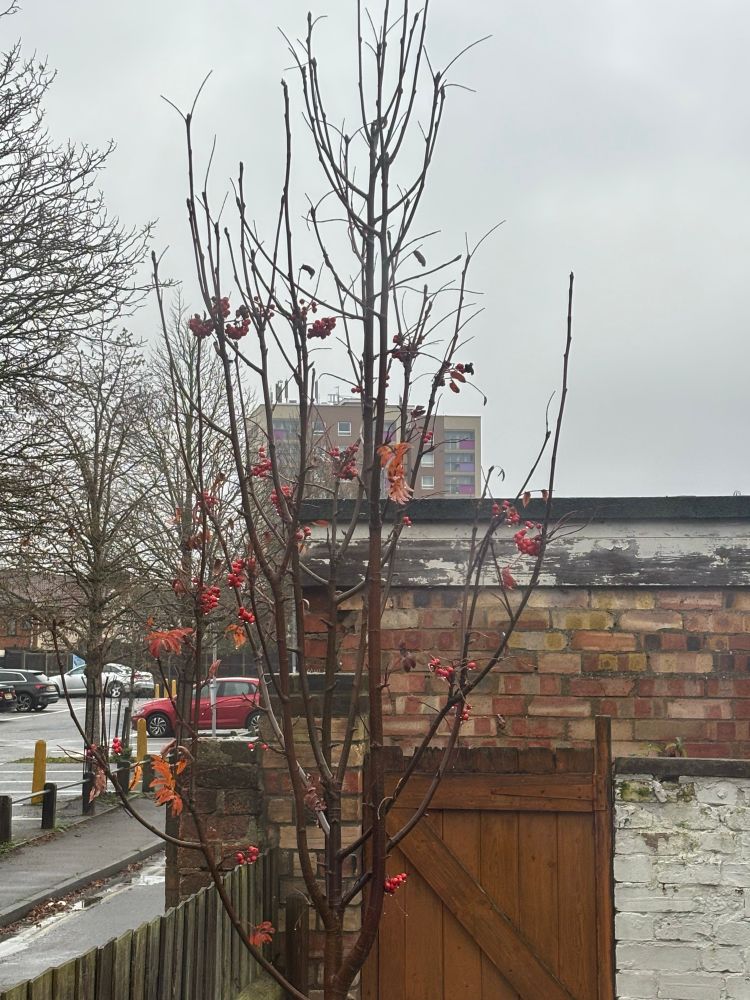 A small rowan tree in an urban back yard. It has a few orangey red leaves on it, and several clumps of red berries 