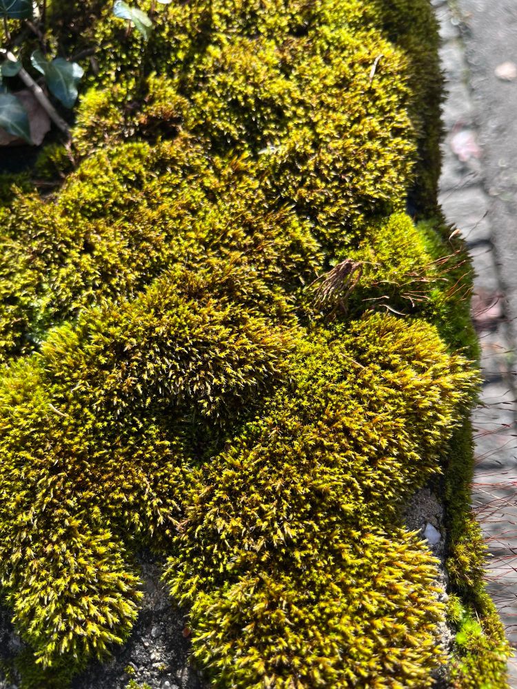 moos auf einer mauer