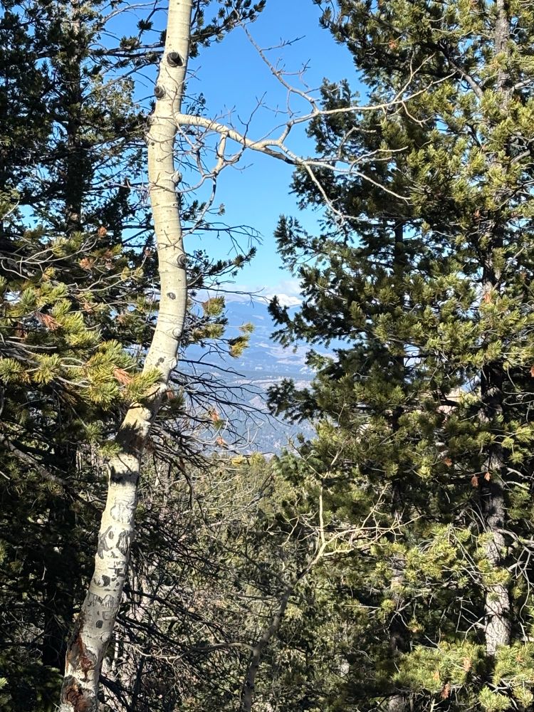 A mountain framed with trees. 