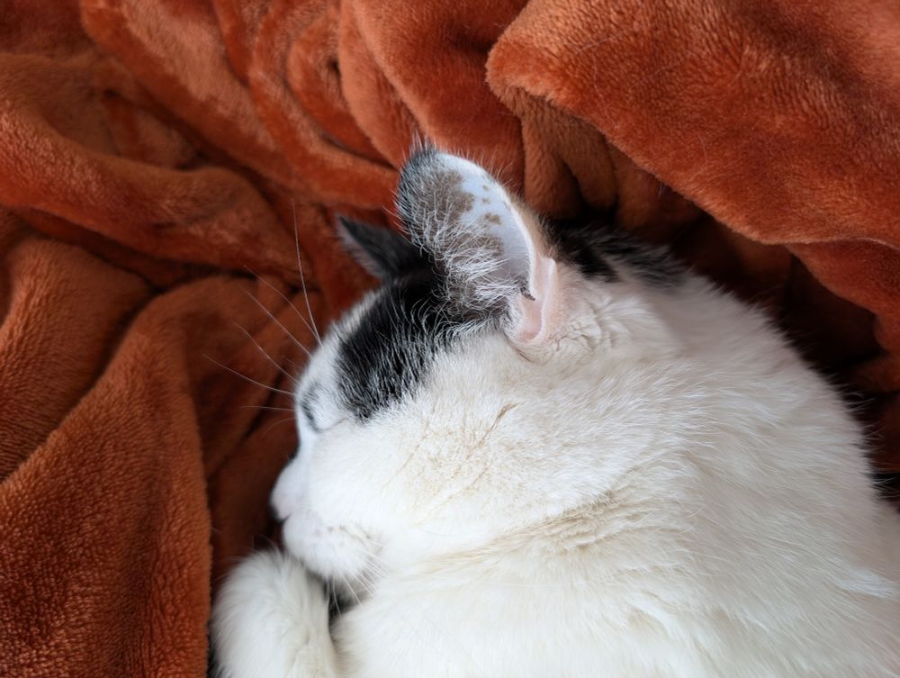The head and shoulders of a sleeping cat is photographed lying atop a cozily crumpled, orange throw blanket. It is on its side with a single paw tucked under its chin. The cat is mostly white with black marking above its left eye and on its ear. The perspective is from above and the cat faces left of frame 