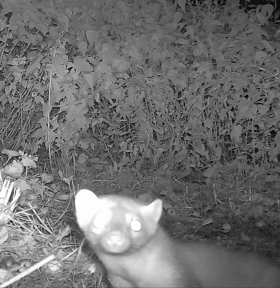 Steinmarder guckt genau in die Wildkamera