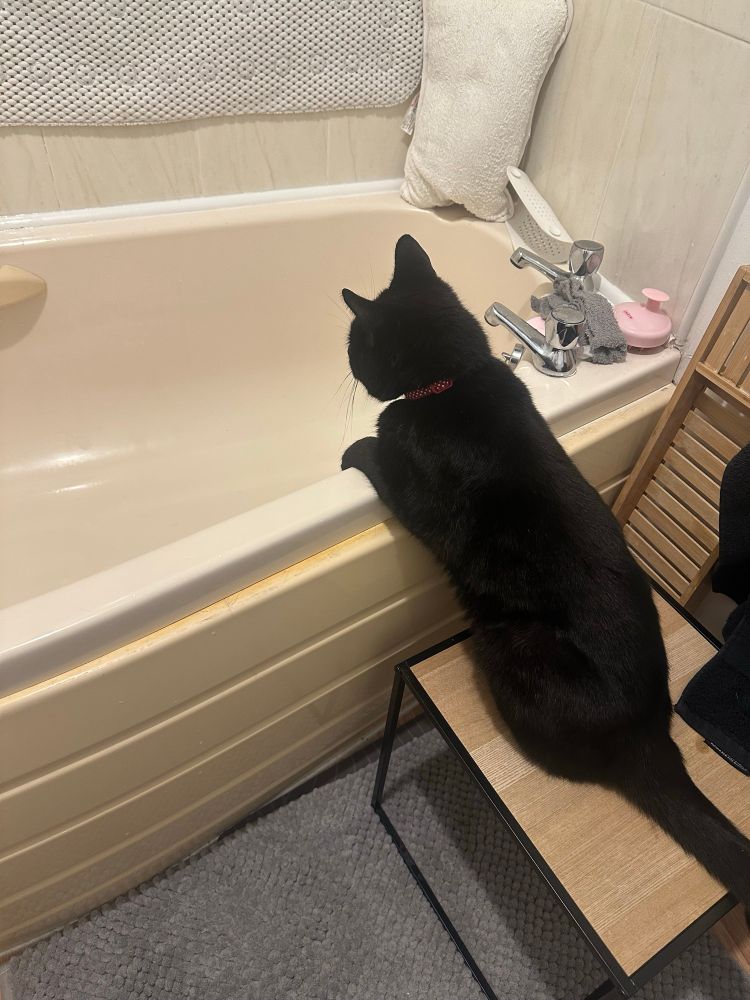 Black cat sat on a small table next to the bath watching the water drain with his paws resting on the side of the bath