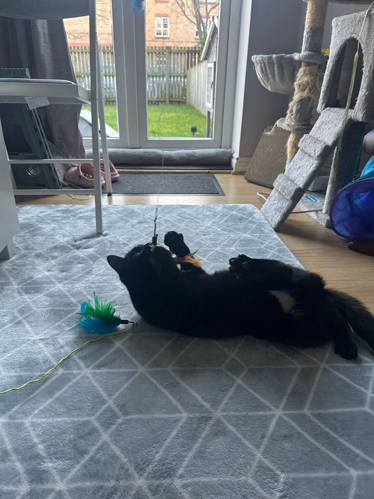 Black cat playing with feathers on a fishing line toy laying on her back on a rug
