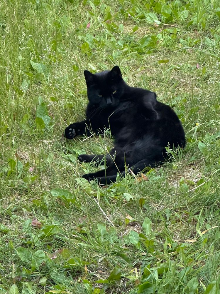 Black cat relaxing on the grass, posing and staring into my soul