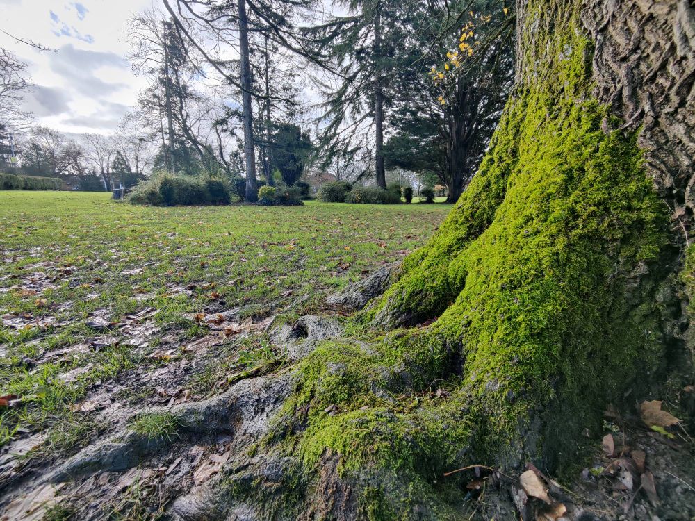 Autumnal view of a park from the trees perspective.