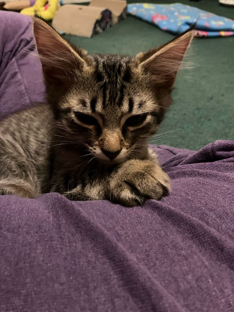 Aries, a brown longhaired tabby kitten, enjoying a lap