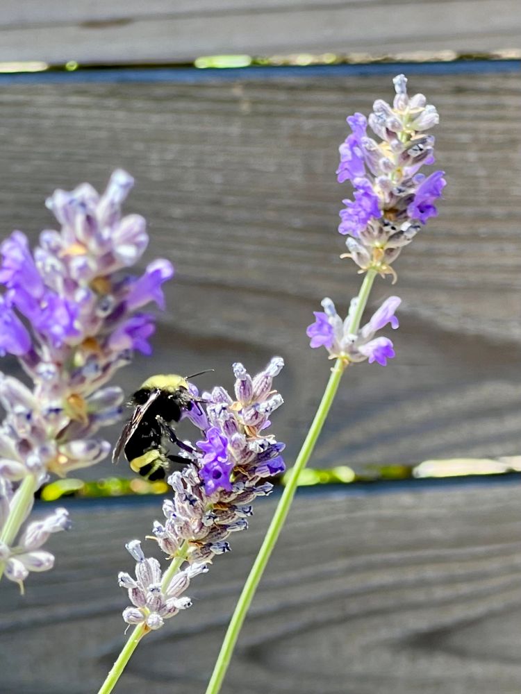 Fat and fuzzy yellow and black bumblebee on a stalk of lavender.