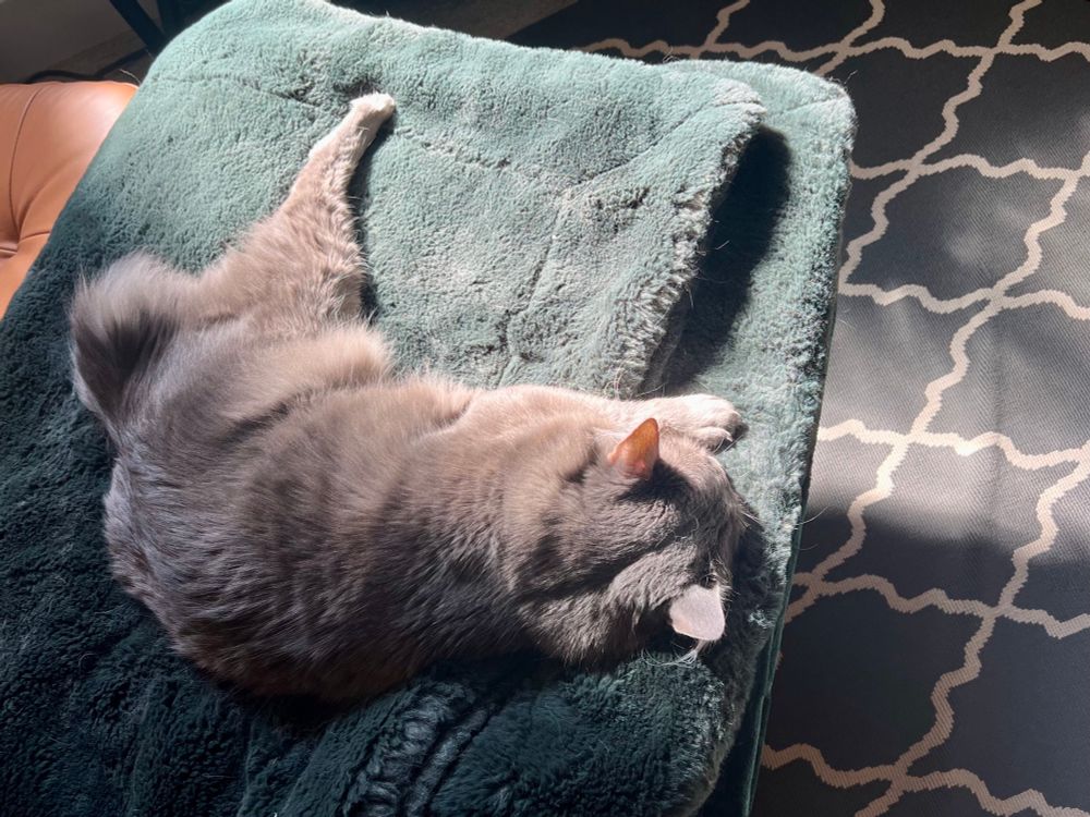 Fluffy gray tripod tabby asleep in an L-formation on a plush green blanket. 