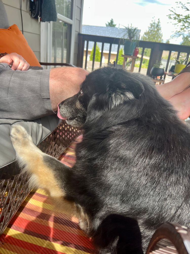 Big fluffy black and tan husky mix paws at my husband’s seat on the back deck. She’s licking her nose and tagging him repeatedly, signs of anxiety. 