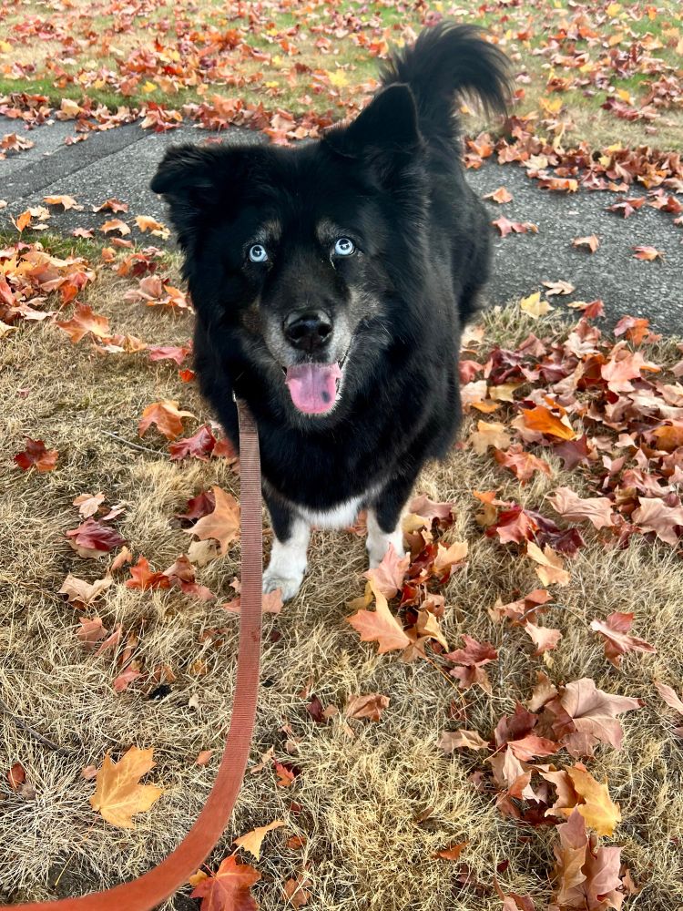 Big buddy black and tan husky mix with bright blue eyes at the end of a red leash. 