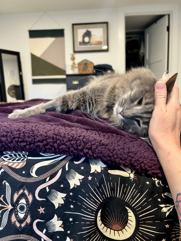 Fluffy gray tabby half asleep and enjoying some lazy head rubs on a purple blanket.