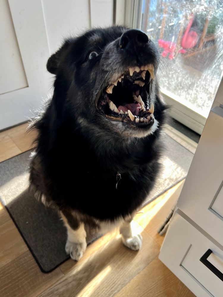 Big fluffy black and tan husky shepherd mix showing all her teeth like she’s shouting or maybe complaining. In fact, she’s winding down from a big yawn but hey. Very dramatic!