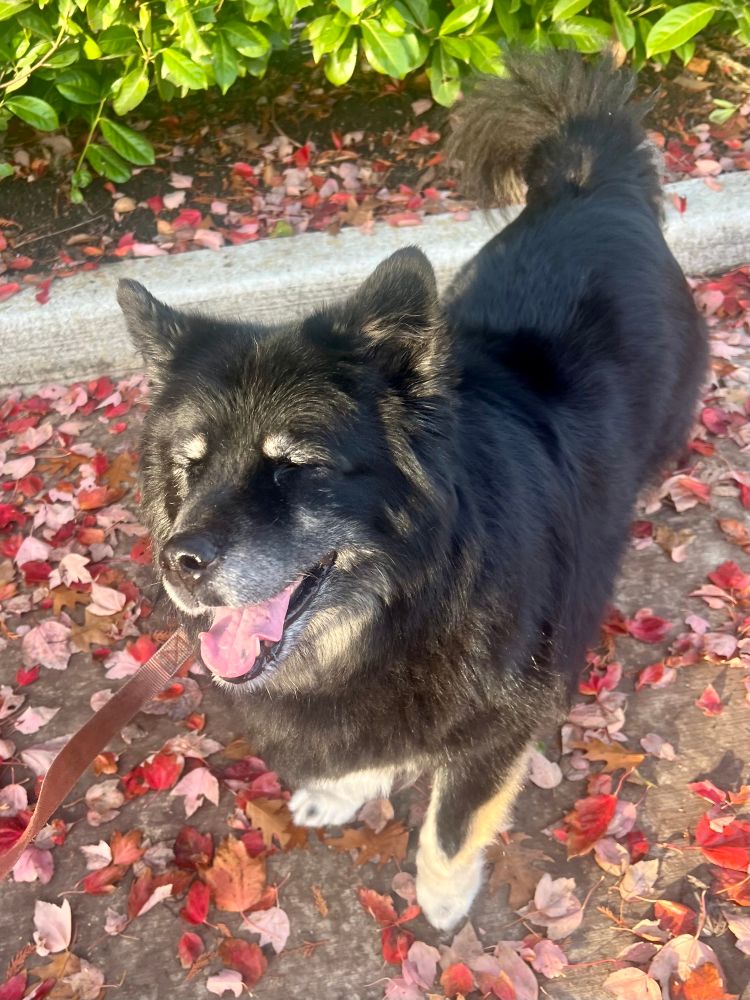Big fluffy black and tan husky mix with squinched shut eyes and a real big smile, standing with both ears popping in a smattering of autumn leaves.