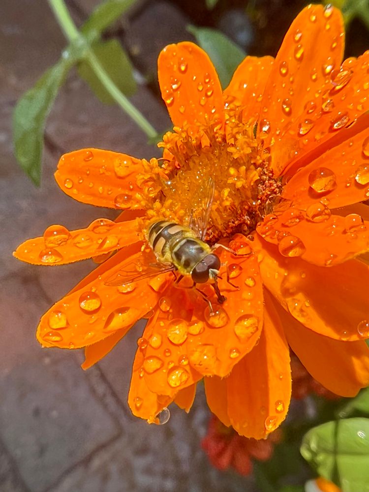 We’ve got ourselves a badass here: Myathropa florea, sometimes referred to as the Batman hoverfly. She’d take a moment to explain, but there’s no time. Gotham needs her. 