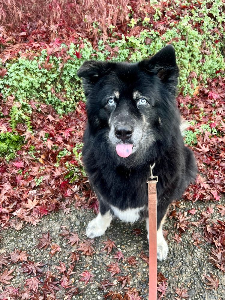 Big fluffy black and tan husky mix with her tongue sticking out as she sits in a pile of leaves.