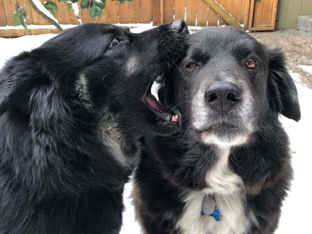 Two fluffy black and white dogs; the one on the left has her mouth wrapped around the head of the one on the right, a long suffering gent with a silver snoot and a resigned look on his face.