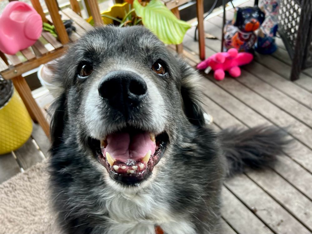 Handsome senior dog, black and white and fluffy with a snowy snoot and eyebrows and ear tips - smiling happily on a deck.