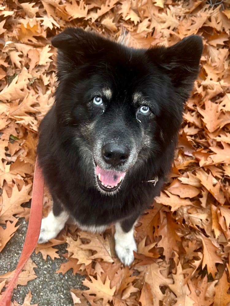 Big fluffy black and tan husky mix with a big smile and bright blue eyes, sitting in a pile of brown oak leaves raked up by a neighbor.