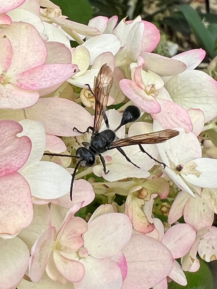 Isodontia mexicana, the Mexican grass-carrying wasp - looking sharp against some white hydrangeas with pink trim. 