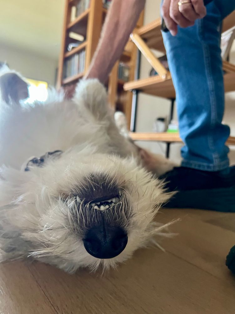 Shaggy blonde dog upside down and smiling, his eyes not visible due to his excessive fluff. 