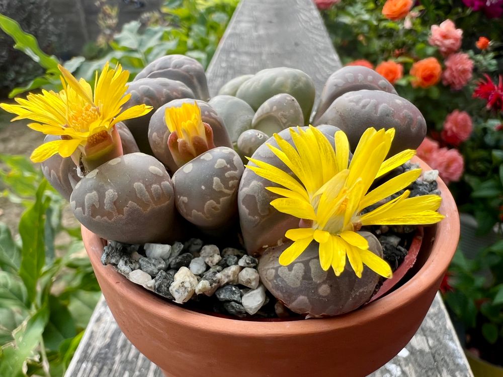 Just another picture of the plant because it’s cool looking, that’s why. 