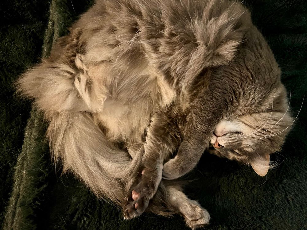 Fluffy gray tabby asleep upside down and curled in a twist - with belly floof to the sky, and a tight little toe bean bouquet. If you’re new here, you’re not miscounting; he only has 3 legs.