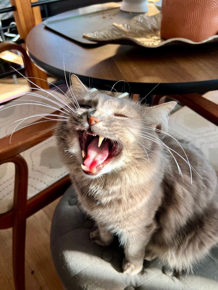 Handsome gray tabby in a sunbeam; he is sitting on an ottoman and yawning wide - but it looks like he’s screaming…and this is where he often *does* scream for snacks. Just call it creative license and don’t worry about it. 