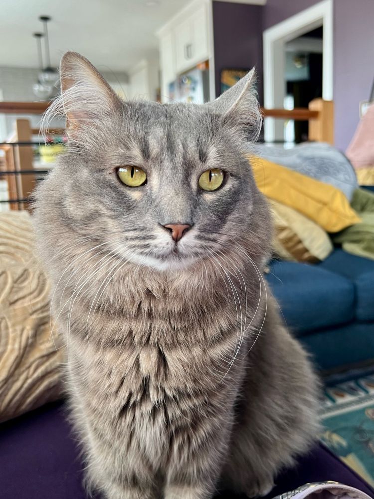 Fluffy gray tabby with big gold eyes and exceptional ear furnishings.