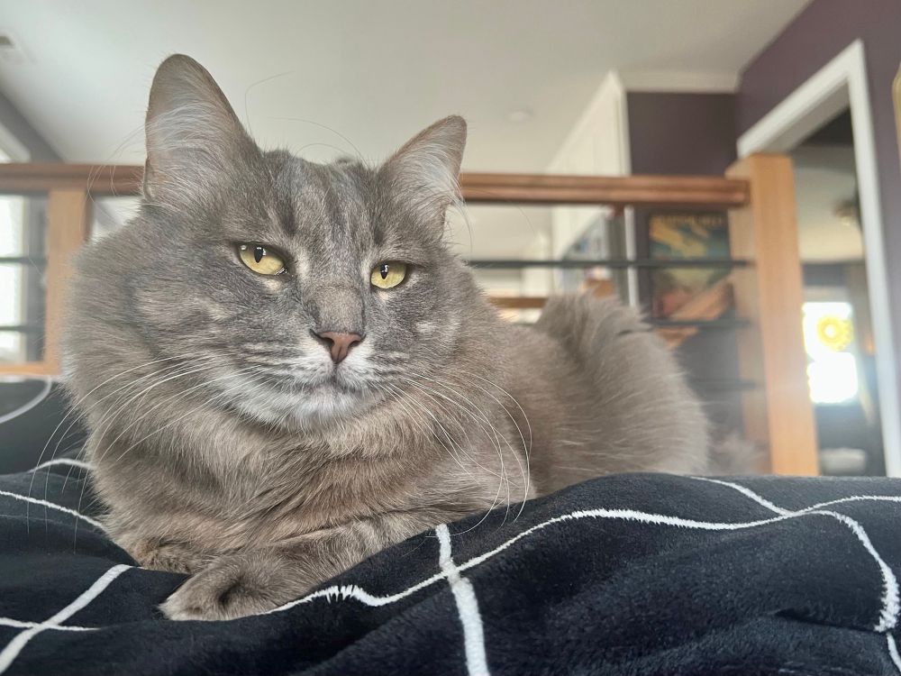 Handsome gray tabby with gold eyes on a black and white blanket. He looks smug, but that’s kind of his resting face tbh.