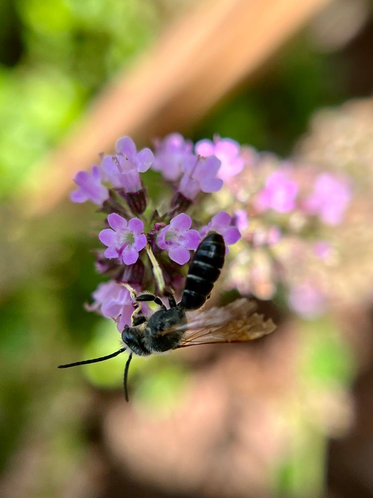Halictus rubicundus: the orange-legged furrow bee. So tiny I can’t believe I got a shot this clear; that’s a stalk of thyme about the size of my pinky finger.