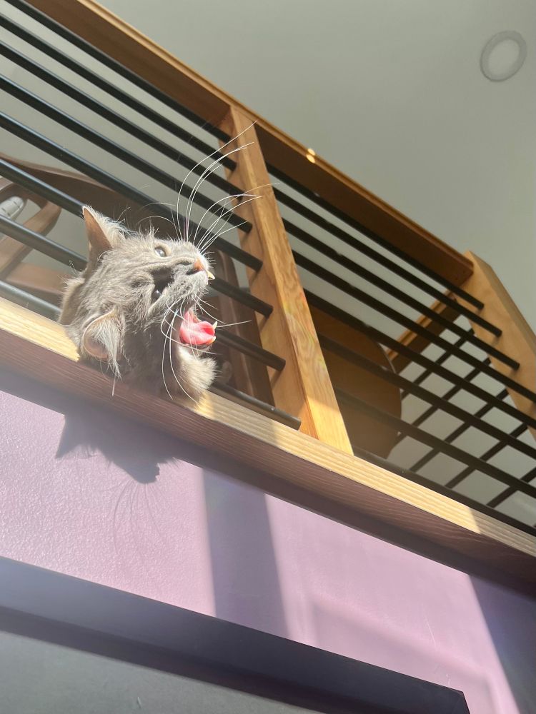 Fluffy grey tabby with his head hanging over a stairwell landing beneath the rail; he is yawning wide, and showing off all his teeth. He only has a few left, and they’re all up front. 
