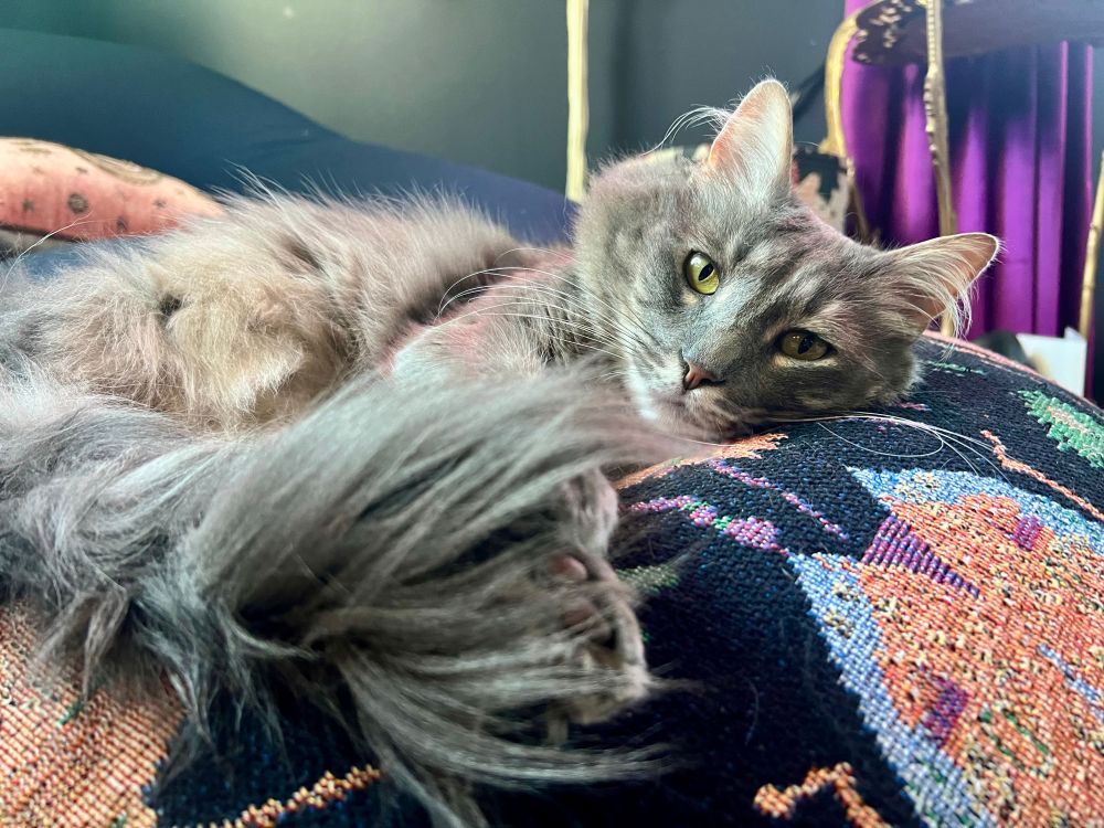 Fluffy gray tabby lounging on a black blanket with pastel bugs. His tale is magnificent.