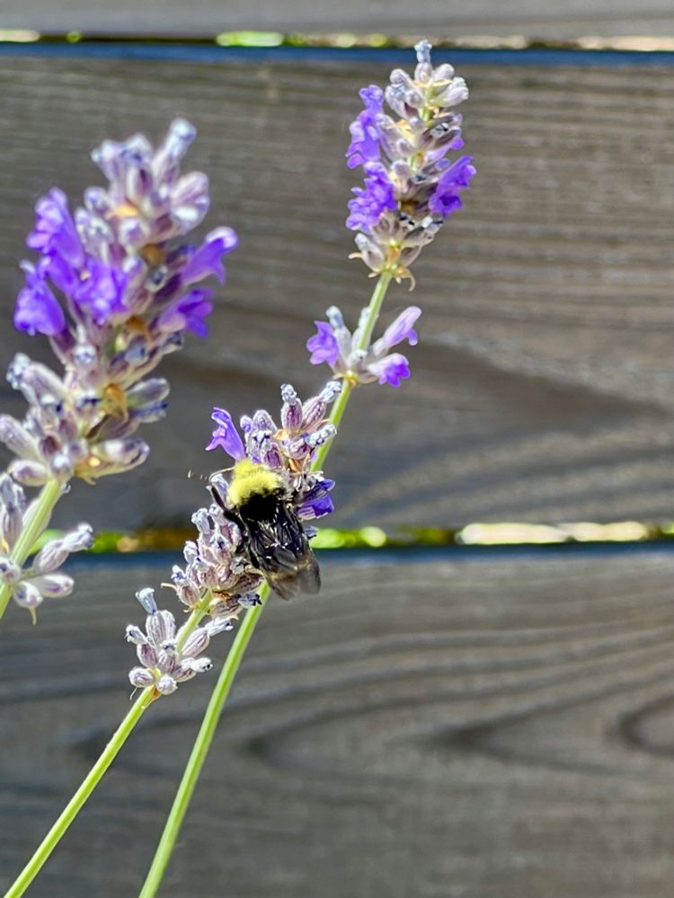Same bee, different angle - it’s little wings glistening in the sun. I really need to crop the lavender back but it’s been hot and the bees are sooooo happy.