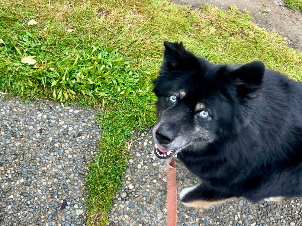 Big fluffy black and tan husky mix with bright blue eyes, smiling up from the end of a red leash.