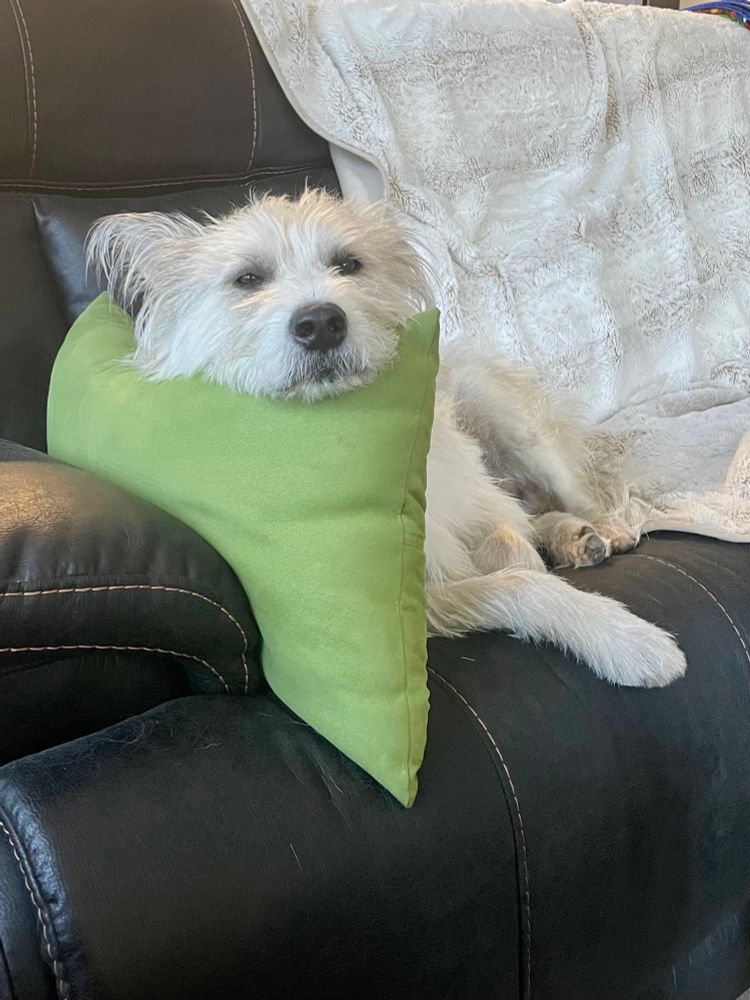 Shaggy blonde terrier mix lounging on a brown leather cough and resting his chin on the edge of an upended green pillow. He is very comfy and handsome, and he belongs to my dad and stepmom. 