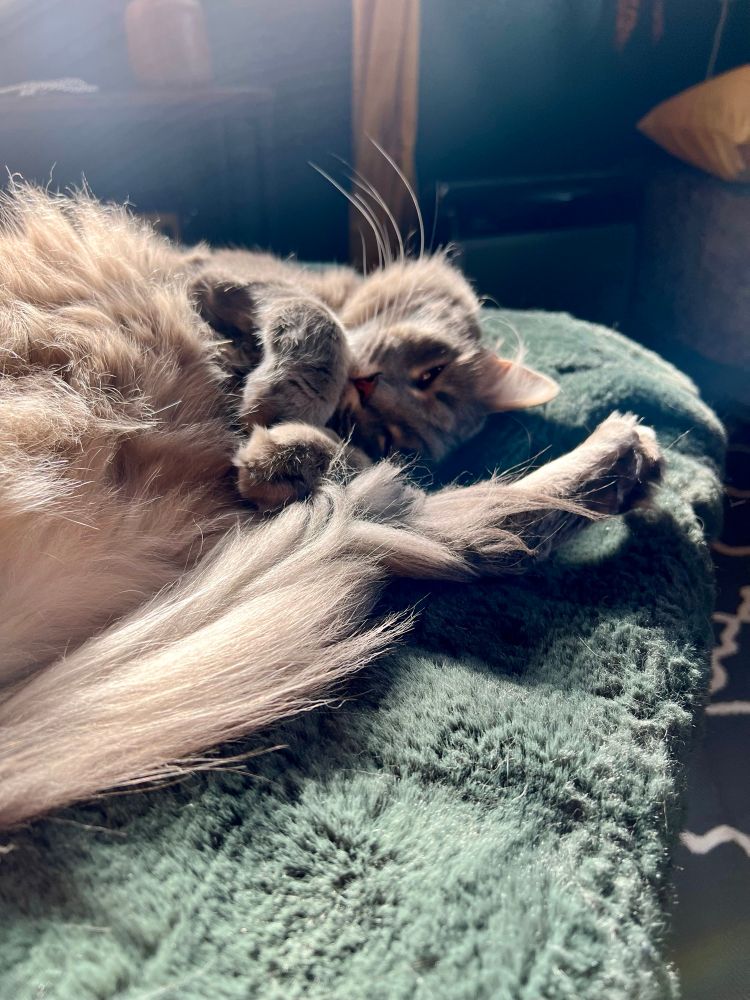 Fluffy gray tripod lazily curled on his back, atop a green fuzzy blanket in a bright, soft sunbeam.