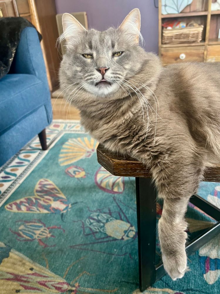 Big fluffy gray tabby with one arm hanging out over the side of a coffee table, with an expression on his face that says he’s been hitting the ‘nip. 