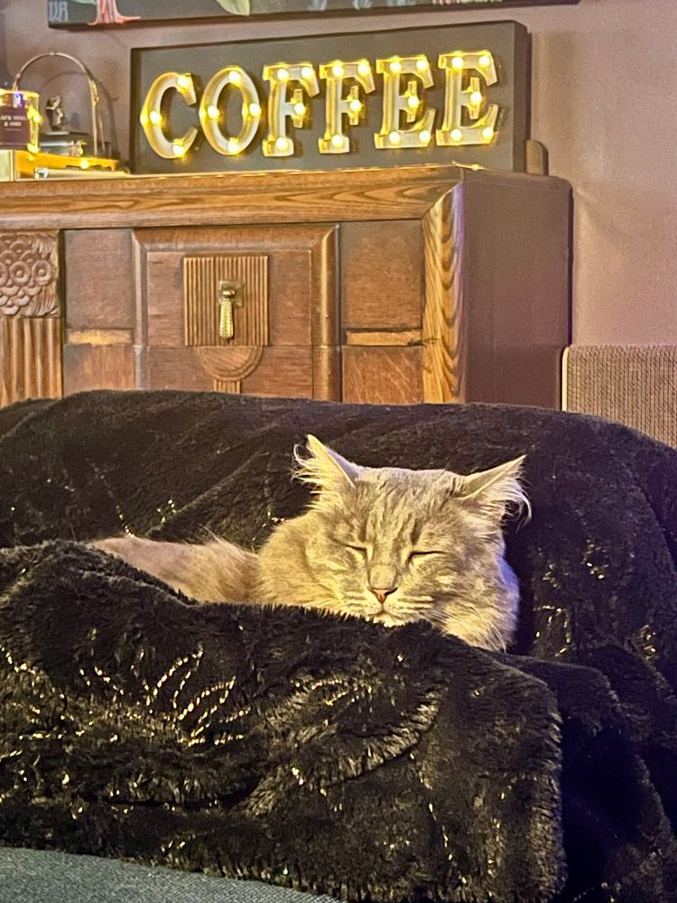 Fluffy gray tabby happily asleep tucked into a black fuzzy blanket with gold trim. 