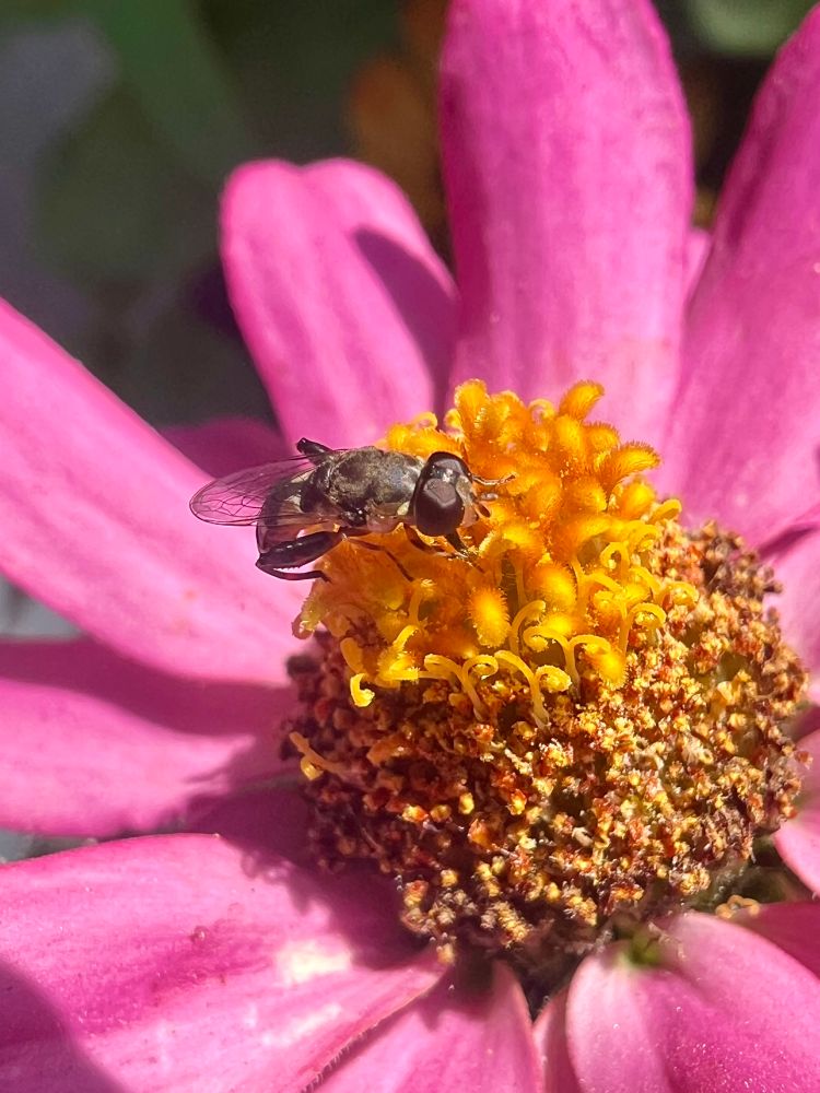 Syritta pipiens, sometimes called the thick-legged hoverfly - but not while she’s in earshot. Just kidding, I don’t think she has ears.