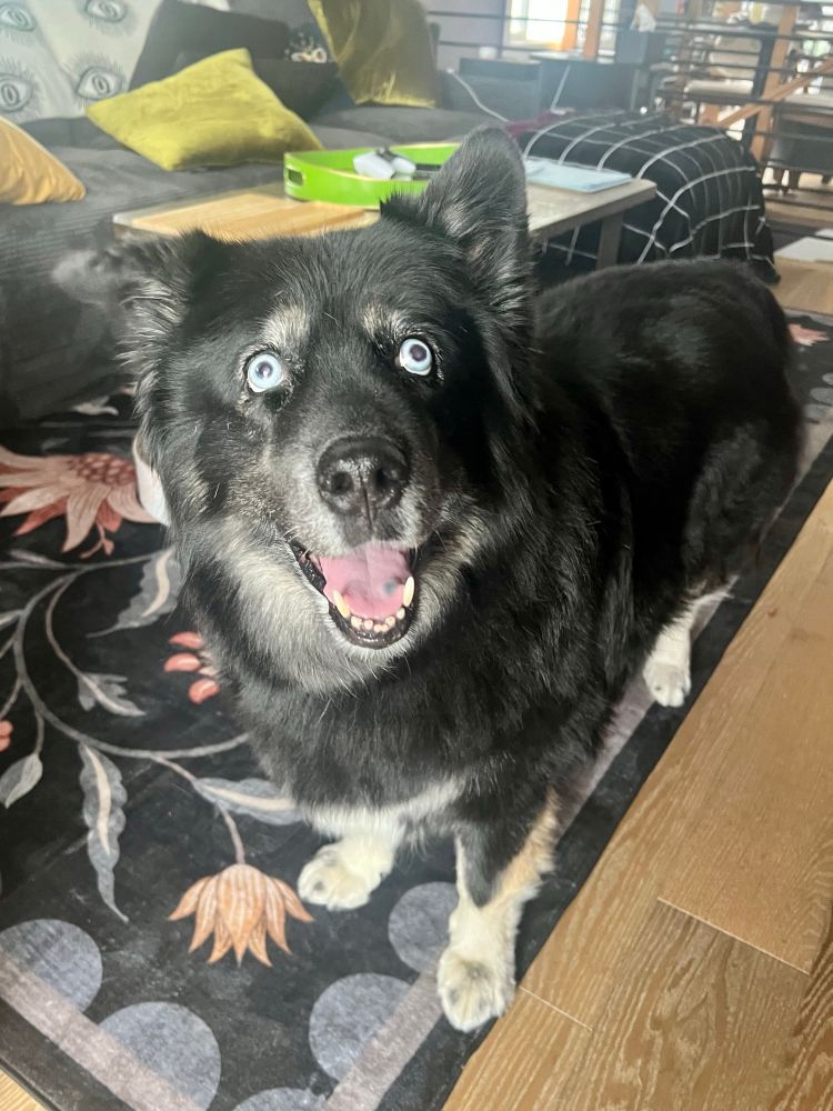 Big fluffy black and tan husky mix smiling in a living room with a dark floral rug. Yes, we got a new one. The old one had faded really badly.