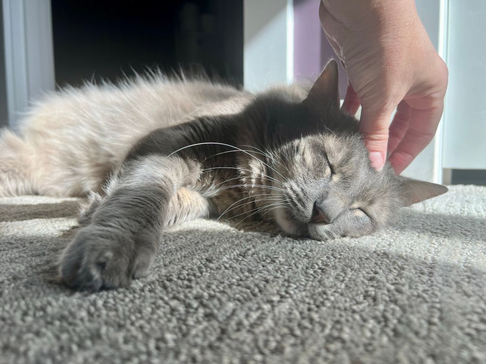 Fluffy gray tabby in a sunbeam, enjoying some head scratches more than he’d care to admit.