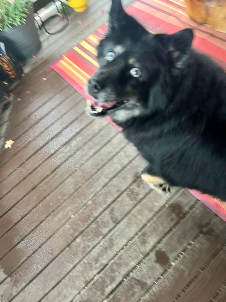 Blurry black and tan husky mix with bright blue eyes, wiggling excitedly on a deck.