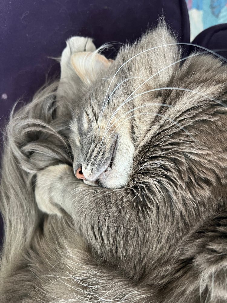 Fluffy gray tabby asleep in a tightly tucked ball, on his side. His visible wrist is shaved from the dental work he had last week, and his one remaining fang is sticking out. Because if you’ve still got it: flaunt it. 