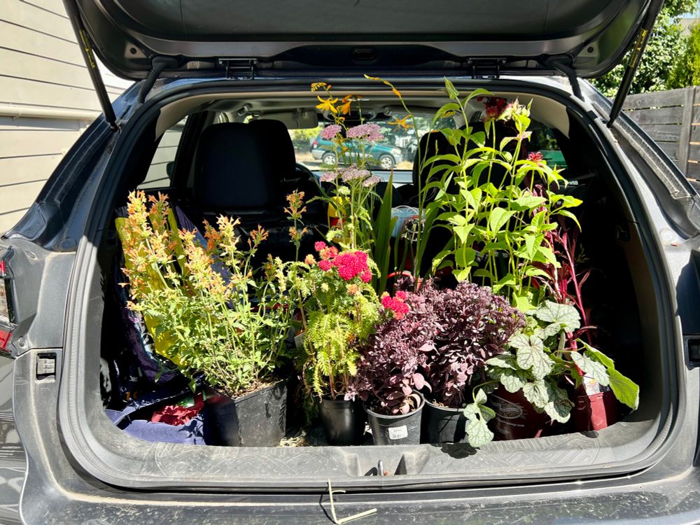 Open back hatch of a gray vehicle, with an overflowing collection of freshly purchased plants. 